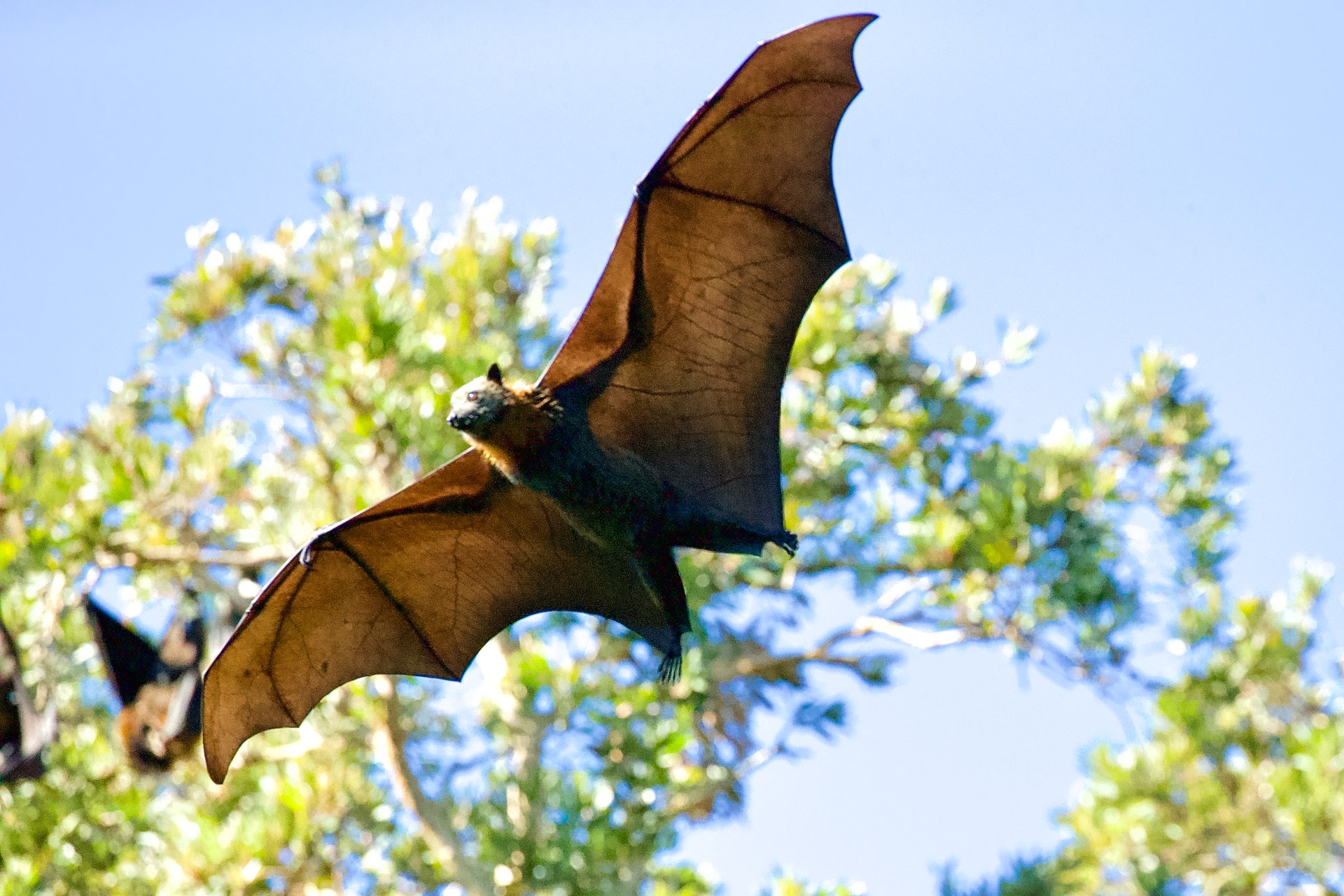 Balayang the Bat