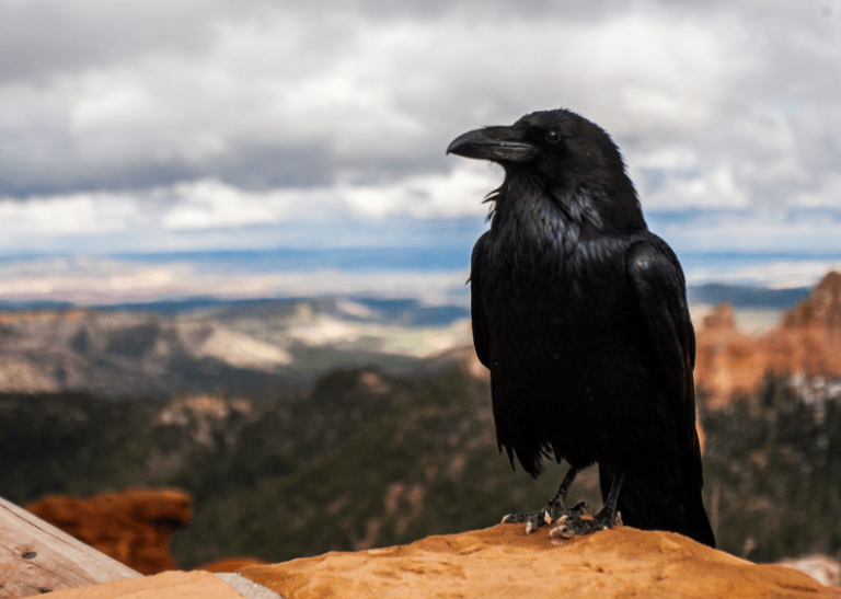 Huginn And Muninn: All About Odin’s Ravens | Mythology Planet