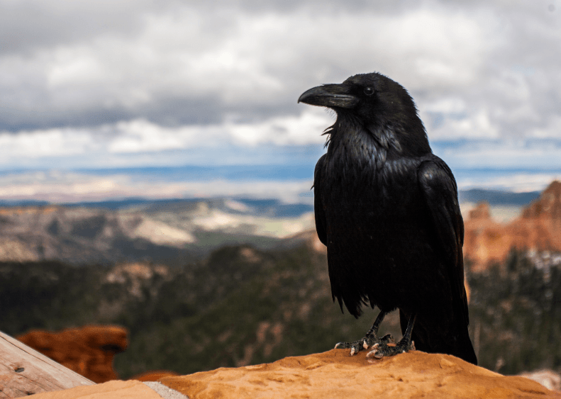 Ravens in Norse Mythology