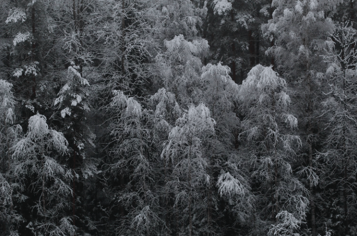 The ijiraq are said to mainly dwell in forests in the Arctic region