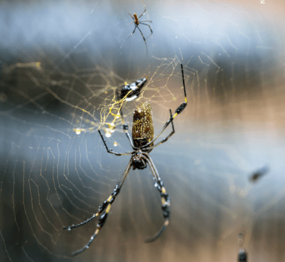 Orb-weaver spiders become Jorogumo if they live to be 400 years old