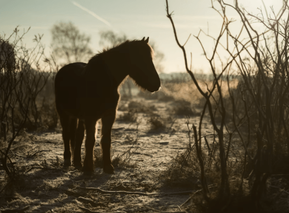 The Taraxippus was believed to haunt horses