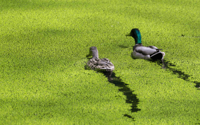 The water hag hid beneath duckweed